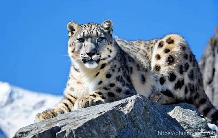 부탄의 국립 공원 - **Prompt 1: Majestic Snow Leopard in Bhutanese Himalayas.**
    A majestic snow leopard (Panthera un...